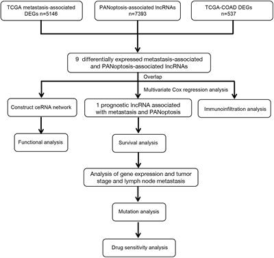 Analysis of PANoptosis-Related LncRNA-miRNA-mRNA Network Reveals LncRNA SNHG7 Involved in Chemo-Resistance in Colon Adenocarcinoma